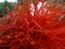 Closeup shot of an enchanting red Banksia plant after a drizzle