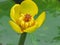 Closeup shot of the endangered yellow water lily in full bloom on a green background