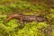 Closeup shot of  Ensatina salamander with a shiny body on the green moss from North California