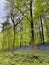 A closeup shot entering a bluebell wood