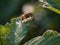 Closeup shot of eristalinus taeniops on the green leaf on blurred background