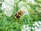 Closeup shot of the Eurasian bee beetle Trichius fasciatus on plant with white flowers in summer. Head and pronotum are black,