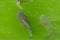 Closeup shot of Eurasian carps swimming in the water
