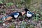 Closeup shot of Eurasian magpie birds on the ground