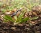 Closeup shot of a Eurasian nuthatch on the grass