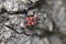 Closeup shot of a European firebug on a stone surface