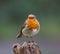 Closeup shot of a European robin on a broken tree trunk