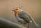 Closeup shot of a European robin, Erithacus rubecula