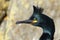 Closeup shot of a European shag, Gulosus aristotelis.