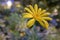 Closeup shot of a euryops pectiatus flower