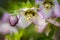 Closeup shot of exotic purple blossoms with long pollen on the branch of a tree