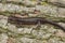 Closeup shot of an Ezo salamander on a tree trunk