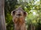 Closeup shot of a face of camel