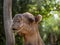 Closeup shot of a face of camel