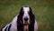 Closeup shot of the face of a cute basset hound dog sitting on the green grass