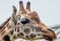 Closeup shot of the face of a giraffe on a blurred background