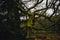 Closeup shot of a fallen moss-covered tree in a forest