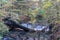 Closeup shot of a fallen tree on the Ouseburn river, Jesmond Dene, Newcastle upon Tyne, UK