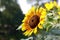 Closeup shot of a false sunflower - Heliopsis helianthoides