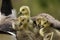 Closeup shot of a family of cute little goslings