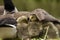 Closeup shot of a family of cute little goslings