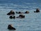 Closeup shot of a family of sea otters swimming in the sea