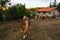 Closeup shot of a farmland with horses on the background of a wooden house