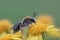 Closeup shot of a female andrena haemorrhoa mining bee on a yellow senecio flower