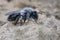 Closeup shot of female Andrena vaga on the ground