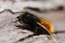 Closeup shot of a female European orchard mason bee, Osmia cornuta, sunbathing on a piece of wood