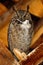 Closeup shot of a female Great Horned owl in a barn in Eastern Oregon