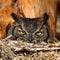 Closeup shot of a female Great Horned owl sitting in her nest in a barn in Eastern Oregon