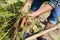 Closeup shot of female hands carrying freshly harvested carrots