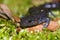 Closeup shot of a female of the threatened North American Blue-spotted mole salamander