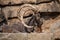 Closeup shot of a feral goat with large horns lying on a rock