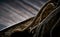 Closeup shot of a ficus bonsai roots on a rock against a blurry background