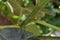 Closeup shot of a ficus carica plant