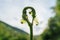 Closeup shot of a fiddlehead fern with a blurred background