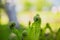 Closeup shot of fiddlehead fern plants