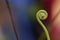 Closeup Shot Fiddlehead Ferns Unfurling in Spring with Blurred Background