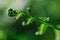 Closeup shot of a fiddlehead plant with a blurred background