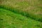 Closeup shot of a field with grass mowed half at daytime