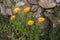 Closeup shot of Field marigolds under the sunlight