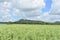 Closeup shot of a field in Punta Cana, Dominican Republic