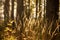 Closeup shot of a field of reeds in a forest with the beautiful view of the sunset in the background