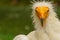 Closeup shot of the fierce face of an Egyptian vulture