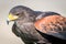 Closeup shot of a fierce Harris's hawk against a gray background