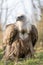 Closeup shot of a fierce looking vulture with  a beautiful display of its plumage