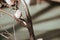 Closeup shot of finches bird perched on a tree branch