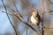 Closeup shot of finches bird perched on a tree branch